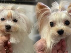 -宠爱多约克夏马尔济斯泰迪小型犬专卖