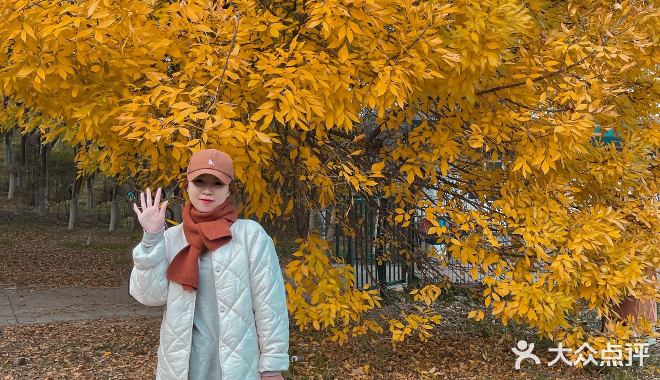 北京赏秋拍照|别拍银杏了，来拍奥森的神树吧