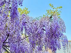 -嘉定紫藤园