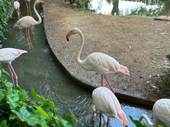 -清迈夜间动物园