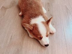 -浣熊柯尔鸭土拨鼠·电玩咖