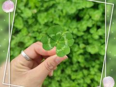 -春花秋色城市公园