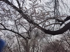 -桃花堤公园