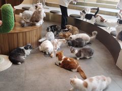 -飞行喵MR PILOT|猫舍·猫咖(静安大融城店)