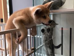 -熊小胖宠物生活馆(天华园店)