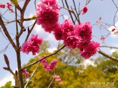 -深圳市中科院仙湖植物园