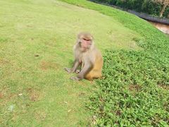 -海南热带野生动植物园