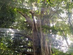 -西双版纳基诺山寨