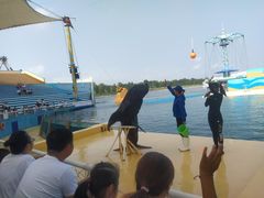 -秦皇岛乐岛海洋王国