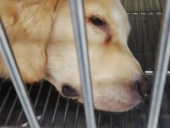 -瑞鹏动物医院宠美康(扬子江路分院)