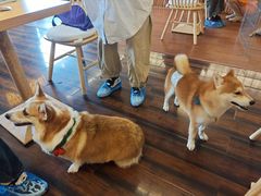 -豆柴町-柴犬主题狗咖(红鼎国际C座店)