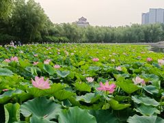 -莲花池公园