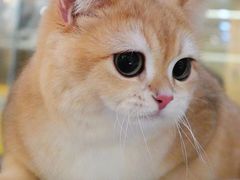 -momokira米努特·德文卷毛猫·棉花面纱犬