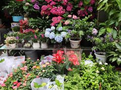 -苏州艺都古玩花鸟市场