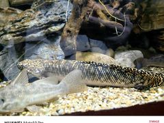 -上海海洋水族馆