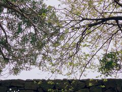 -洋山深水港