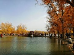 -金塔沙漠胡杨林景区