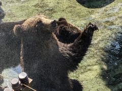 -深圳野生动物园