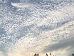 -南沙蒲洲花园