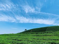 -龙坞茶村