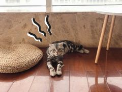 -Catmate·猫肥家润(金润铂宫店)
