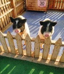 -萌宠亲子动物乐园(槐房万达店)