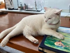 -有猫主题·治愈系猫咖(曾厝垵店)