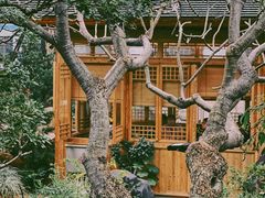 期待鸡蛋花开的日子-瑭风赏阁