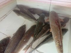 -金台阶鱼馆(于桥水库店)