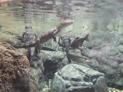 -上海海洋水族馆-停车场