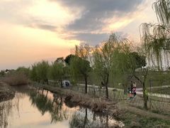 -西京湾花海