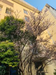 -复旦大学附属妇产科医院(黄浦院区)