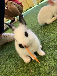 -萌宠亲子动物乐园(槐房万达店)