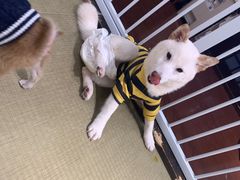 -逗柴咖啡屋·狗咖猫咖宠物桌游