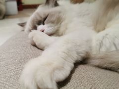 -猫和宫(六道口店)