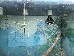 -上海大自然野生昆虫馆(东方明珠·爬宠昆虫探索中心)