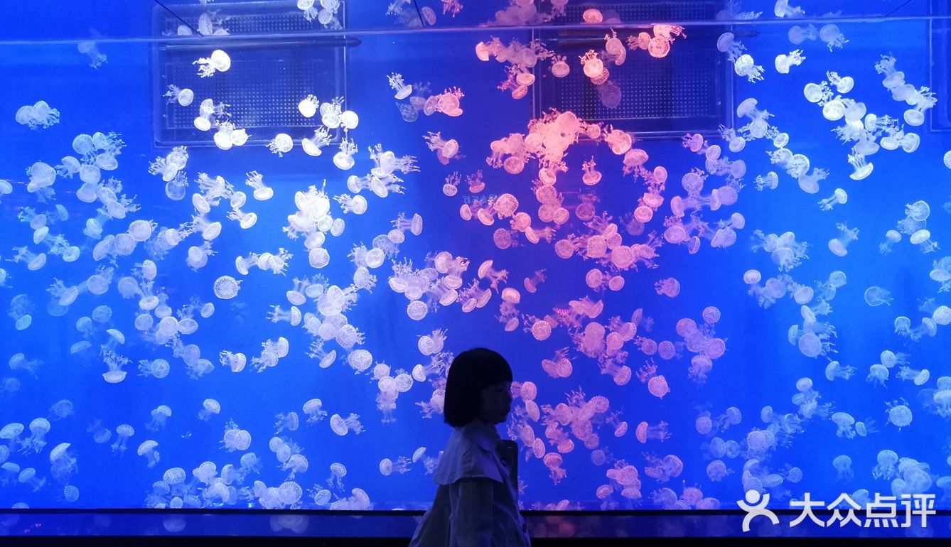 魔都夏日去哪里 | 海昌海洋公园避暑溜娃两不误
