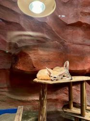 -Zoolung Zoolung动物主题公园(海信广场店)