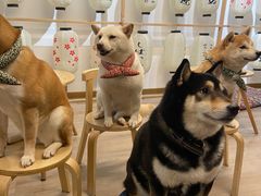 -柴迷FANS CLUB·柴犬狗咖·猫咖