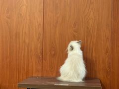 -楼上猫咖(罗湖店)