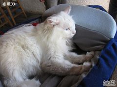 -Babycat私家御饼屋(龙头路一店)