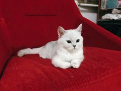 -多卡布奇宠物生活馆(上林世家店)