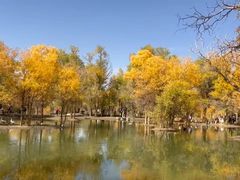 -金塔沙漠胡杨林景区