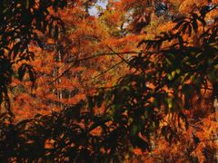 -白鹭湾湿地公园