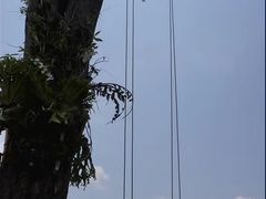 -大树秋千
