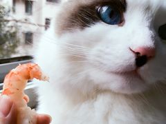 -Bastet sally猫舍购宠(静安店)