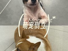-瑞鹏宠物医院·眼科·皮肤·中兽医(大悦城分院)