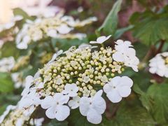 -奔驰利星行(北京花乡店)