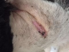 -中农大我爱我爱24h动物医院·中医针灸·猫专科·骨科医疗中心(双井店)