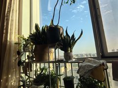 -龙大花卉苗木市场